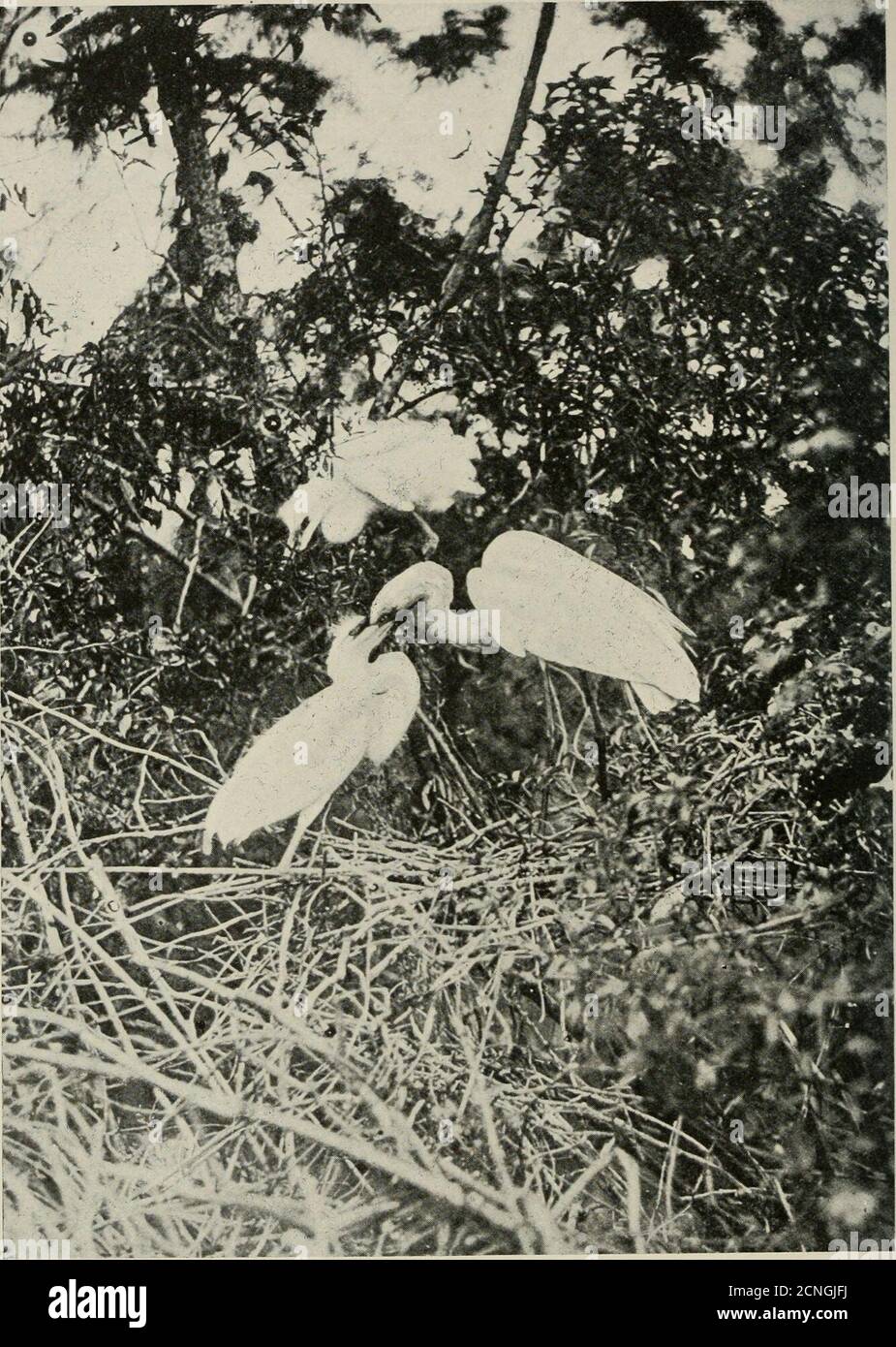 . Minerai d'oiseau . L'AIGRETTE AMÉRICAINE QUI SE NOURRIT DE JEUNES, ORANGE LAKE, FLORIDE, ROOKERY photographié par le directeur O. E. Baynard Rapport annuel de l'Association nationale des sociétés Audubon pour 1911 TABLE DES MATIÈRES RAPPORT DU SECRÉTAIRE. Introduction. Législation. Agents de terrain et autres travailleurs. Sociétés d'État. Colonies d'oiseaux et Wardens. Protection contre les Egrettes. Mme Russell Sage Fund. Divers et financiers. RAPPORT DES AGENTS DE TERRAIN. Edward Howe Forbush, en Nouvelle-Angleterre.William Lovell Finley, sur la côte du Pacifique.Capt.vin M. B. Davis, au Texas.Miss Katharine H. Stuart, en Virginie. Francis H,rper, Rapport spécial sur le Gard Banque D'Images