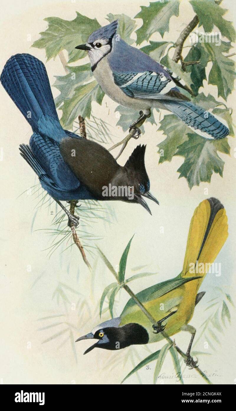 . Oiseau-minerai . plante acopse dans un coin calme. Allof ces arbustes sont distinctlyornementaux toute l'année, et peut être utilisé à la place des arbustes ordinaryqui n'ont pas d'attirantionaprès que les fleurs ont disparu. N° s- Japonais Silver Thorn. Les oiseaux et le chil.lrin sont tous les deux friands des baies. Excessivement no 2. Dogwood japonais. Iabaisse aussi con-spicenous que notre bois de chien natif. N° 5. Arrowwood. Soyez sûr d'être sur la facture de birdsfail. N° 4. Fruit de Noël chinois. Comme étincelle-ling que les yeux des oiseaux liiey attirer. 50 plantes (notre assortiment), 1/2 pieds de hauteur, 10 $; 100 plantes 19 $ les prix ci-dessus Banque D'Images