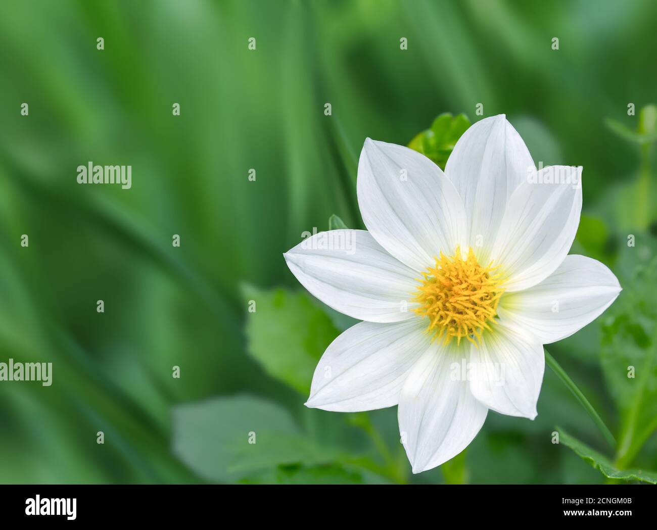 Natural Background Banque D'Images