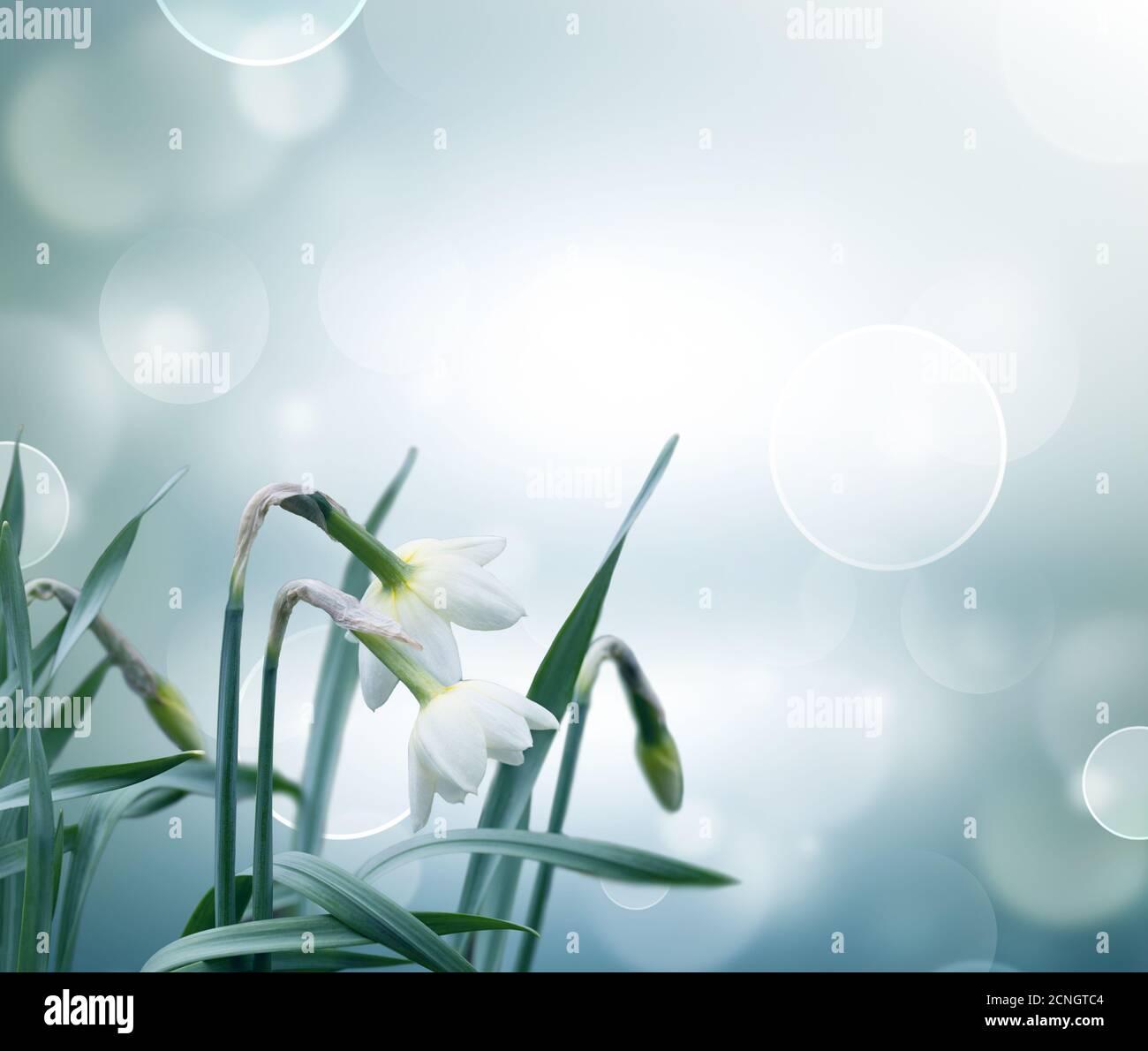 Résumé fond printemps Banque D'Images