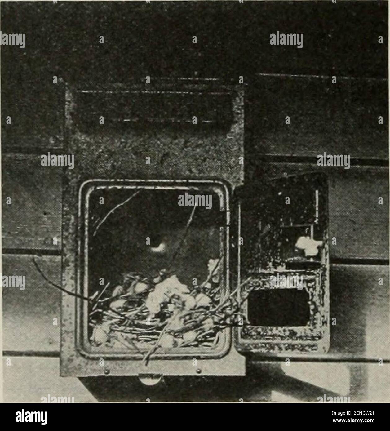 . Oiseau-Lore . ng il, nous l'avons trouvé et a commencé quatre fois, chaque fois obtenant une belle vue de lui. 2o6 Bire- Lore Philadelphia Vireo.—Mai 25. Parc Jack-son. Un migrant rare. Oiseau onlyone noté. C'était très tamé, et nous avions beaucoup de chaux pour en assurer l'identification. Paruline à couronne orange.—15 mai.Parc Jackson. Un Paruline peu vu ici.on a été vu au milieu de l'après-midi dans un petit arbre de brousse-comme, où il est resté jusqu'à la nuit. L'orange sur la tête était visible lorsque l'oiseau tournait l'itshead vers le bas. Paruline des Prairies, mai 5. Jacket Park. Un migrant rare à Chicago, premier dans un dur St Banque D'Images