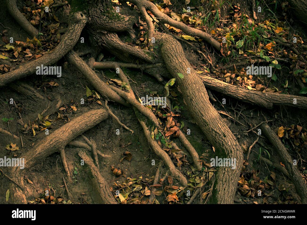 racines d’arbres Banque D'Images