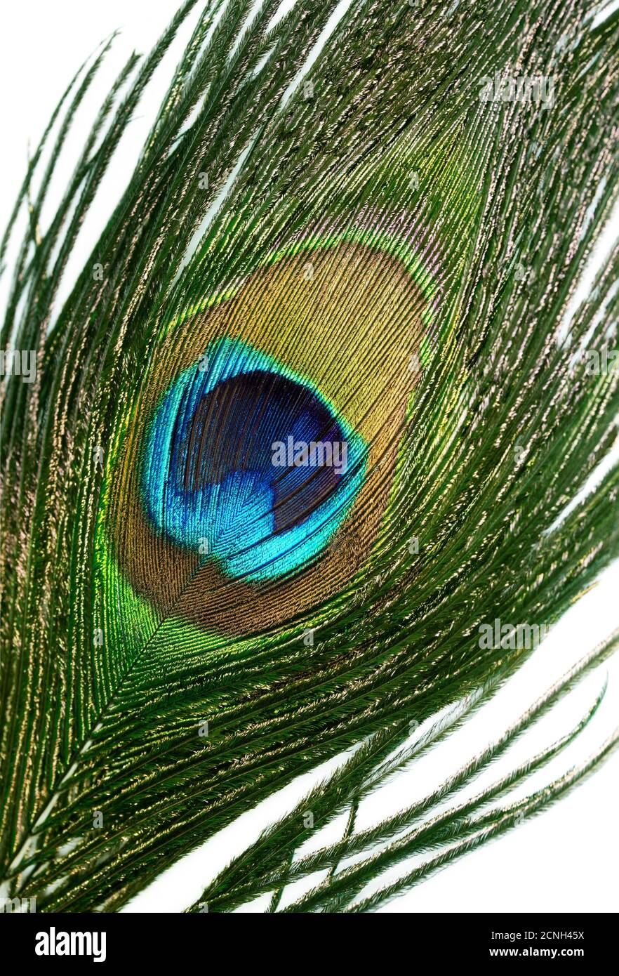 plume de paon Banque D'Images