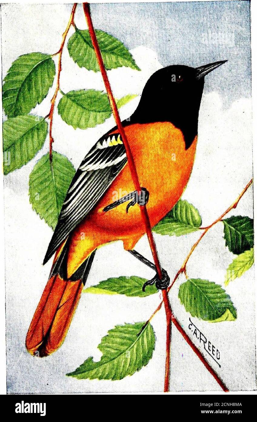 . Le livre d'oiseaux, illustrant dans des couleurs naturelles plus de sept cents oiseaux nord-américains, aussi plusieurs centaines de photographies de leurs nids et oeufs . kers, etc famille Caprimulgldse 263 Swifts. Famille Micropodidee 268 colibris. Famille Trocliilidse 271 Perching Birds. Ordre XVII Passeres 280 Cotingas. Famille Cotingides 280 tyran Flycatchers. Famille Tyrannidse 280 Larks. Famille Alaudidse 297 Crows, Jays, Magpies, etc famille Corvidss 300 Starlings. Famille Sturnidse 314 Blackbirds, Orioles, etc. Famille Icteridse 314 Finches, Bruins, etc. Famille Fringillidse 324 Tangaers. Famille Tangaride Banque D'Images