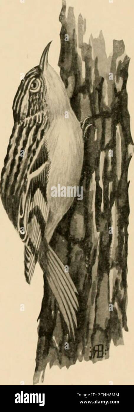 . Oiseaux de Caroline du Nord . buff; palerufous à bosse; queue brun pâle grisâtre; un bund de crème-buff tln-ough tous sauf les ailes extérieures-featuliers; billincurvé; queue-plumes raidie et fortement pointue; sous-parties blanches. L., 5.66; W., 2.56; T., 2.65; B., 63. {chap., Birds of E. N.A.) Aire de répartition.—est de l'Amérique du Nord, reproduction principalement au nord des États-Unis. Aire de répartition en Caroline du Nord.—tout l'État en hiver, et se reproduit dans les montagnes les plus hautes. 320 BiKIlis DE XOHTH CaHOI.I.NA sauf sur les plus hautes montagnes tlic, le Creeper brun est seulement un visiteur d'hiver dans le Nord CaroHna, arrivant tôt en octobre et quittant abo Banque D'Images