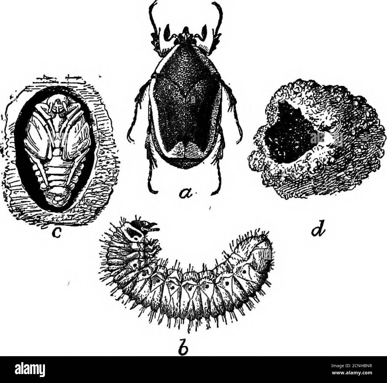 . Les habitudes alimentaires des gros-beaks . dans cette famille, cependant, ne sont pas aussi inoffensives que ci-dessus. L'anomala à deux points, qui dévore également le feuillage du raisin, et les cétonias {^euphorie inda, fig. 15; E. fulgida, et al.), qui se nourrissent de toutes sortes de fleurs et parfois de jeunes maïs indien, sont tous acceptés comme nourriture par le cardinal. Le coléoptère ou figuier du sud du mois de juin {Allorhina nitida, fig. 13), qui cause des dommages con-siderables en Floride et dans les États voisins, a été trouvé ina fe Banque D'Images