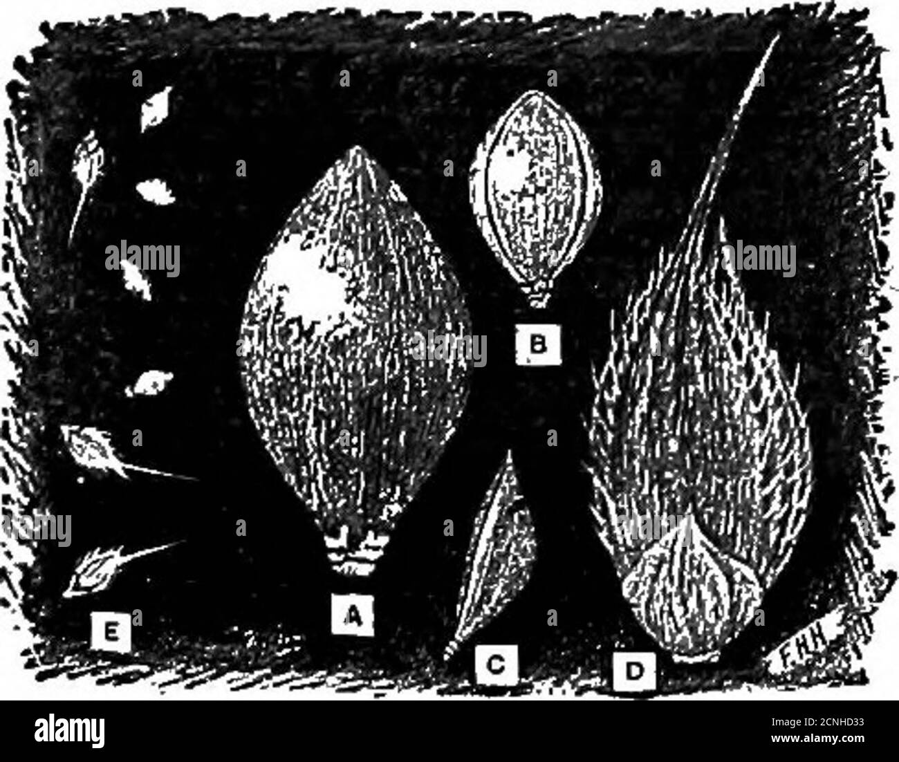 . Les habitudes alimentaires des gros-beaks . l'habitude cardinaux des graines de dévoringsmartweed est bénéfique, non seulement en abusant des blessures directes par ces mauvaises herbes pernicieuses, mais aussi en tendant à diminuer le nombre d'ofaphides en détruisant leurs plantes hôtes les plus importantes. Les graines des graminées de la queue de bœuf (figues. 17 et 37) sont le prochain en impor-tance. Le renard n'est que trop bien connu pour sa vive compétition avec les cultures cultivées, et doit être classé en embuscade des plus difficiles. Ses graines composent 3.21 pour cent de la nourriture des cardinaux, 51 sur 498 oiseaux examinés s'ils les avaient mangés. Herbe de BUR {Genchrustribuloides, PI. II, Banque D'Images