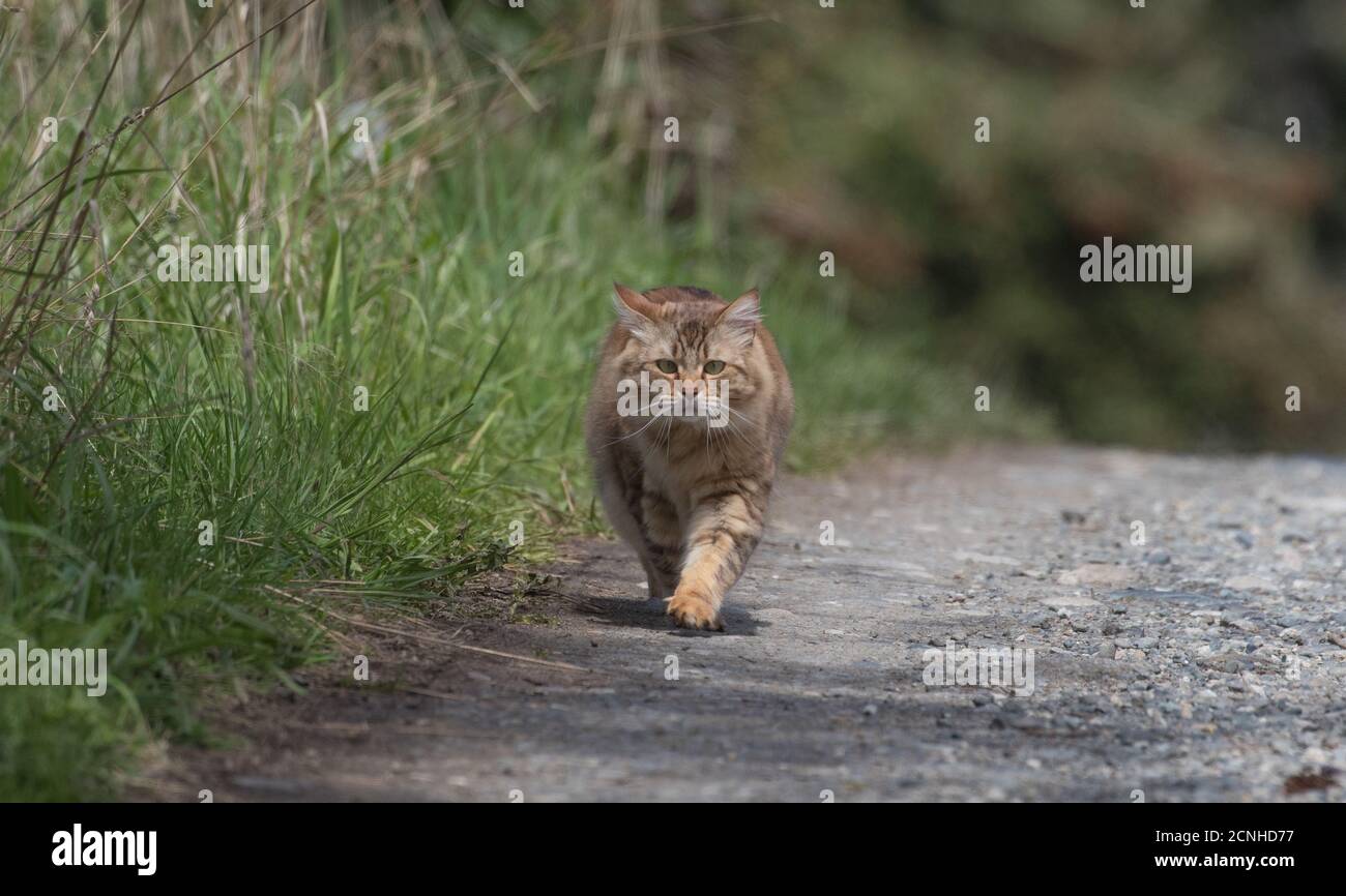 Photo de Clsoeup de chat de manx dans la forêt Banque D'Images