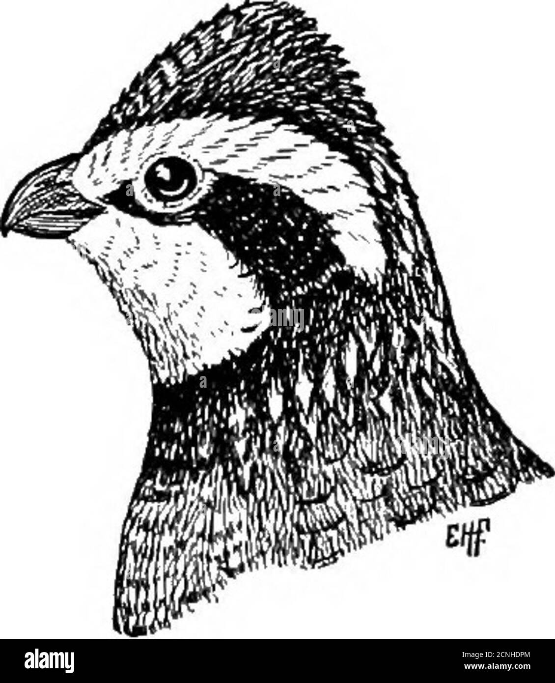. Oiseaux utiles et leur protection. Contenant de brèves descriptions des espèces les plus communes et utiles du Massachusetts, avec des comptes-rendus de leurs habitudes alimentaires, et un chapitre sur les moyens d'attirer et de protéger les oiseaux . hetstone sur le scythe. Le Quail est un habitant de la zone de position, et ne peut pas se maintenir beaucoup plus au nord que Massa-chusetts, sauf le long de la côte, où les hivers sont moins sévères que dans l'intérieur. Il obtient sa subsistance de la terre ; donc, quand Fig. I46.—Bob-wMte, un- .1 ,1.1 1 1 • J1 demi-taille naturelle. La terre est profondément couverte de neige elle Banque D'Images
