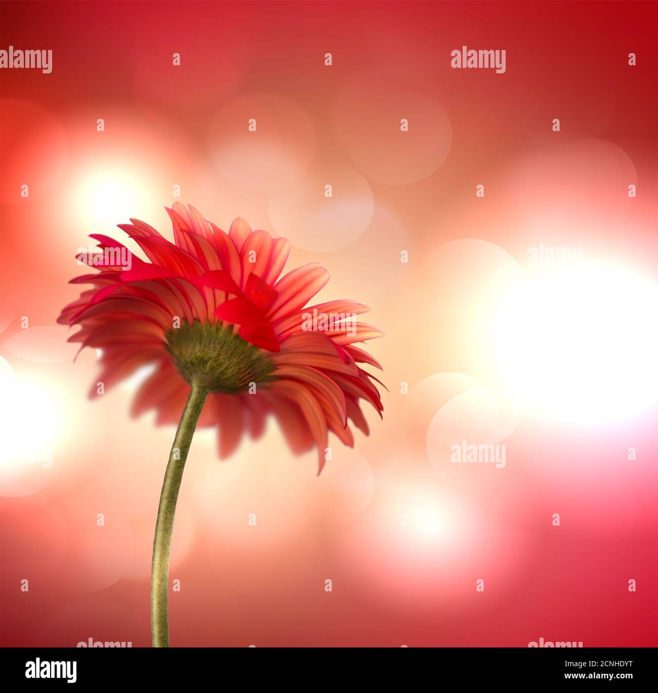 Gerbera flower Banque D'Images