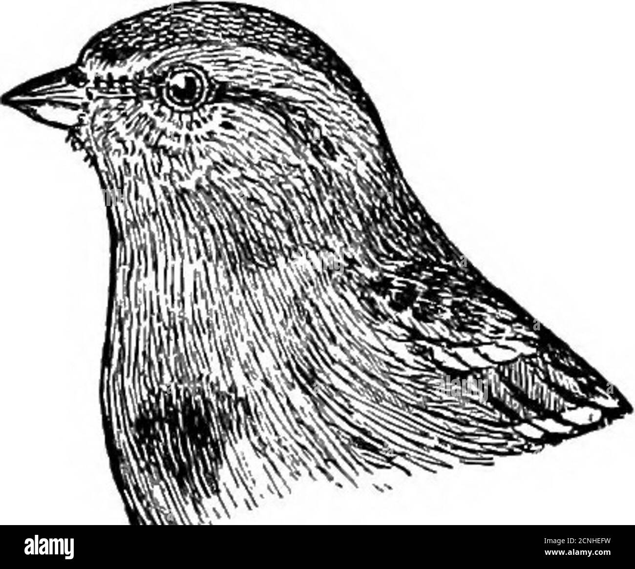 . Oiseaux utiles et leur protection. Contenant de brèves descriptions des espèces les plus courantes et utiles du Massachusetts, avec des comptes-rendus de leurs habitudes alimentaires, et un chapitre sur les moyens d'attirer et de protéger les oiseaux . f taille naturelle. Marécages, prairies, ou champs de WBcdy. Dans de tels champs, il se nourrit souvent loin de la couverture broussailleuse, mais se féliésvite à l'épaissie à l'approche du danger. Cette espèce se retrouve habituellement dans les troupeaux, et les individus ne sont pas souvent vus seuls; bien qu'un seul oiseau puisse parfois être trouvé avec un troupeau de Juncos. Il se nourrit principalement sur le sol, et ramasse les graines des mauvaises herbes Banque D'Images