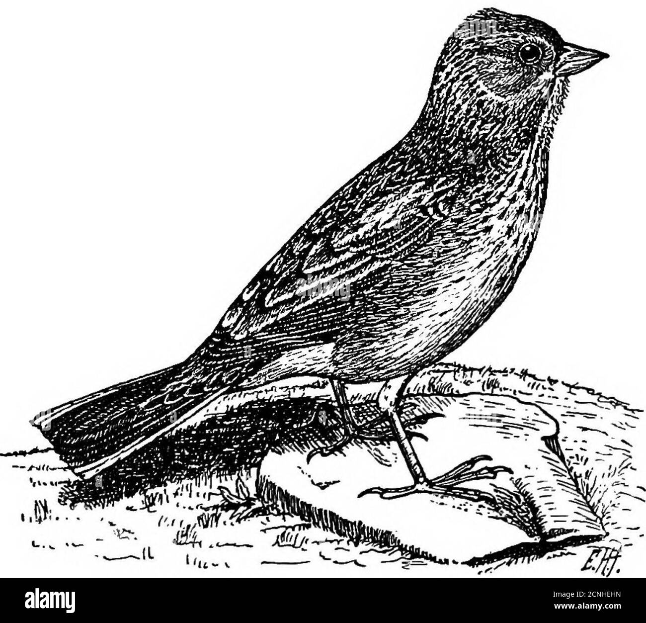 . Oiseaux utiles et leur protection. Contenant de brèves descriptions des espèces les plus communes et utiles du Massachusetts, avec des comptes-rendus de leurs habitudes alimentaires, et un chapitre sur les moyens d'attirer et de protéger les oiseaux. Espèces US, telles que sont mangées par d'autres Bruant. Il est particulièrement féonddes coléoptères. Il mange plus de fourmis que la plupart des Bruant, des manycutworms, quelques araignées et quelques escargots. La végétalefood se compose en grande partie des graines de l'herbe de pigeon, de la panicgrass, du riz sauvage et des herbes de marais. Bruant vespéral. Herbe Finch. Banderoles à ailes de baie. Poceceies gramineus gramineus. Longueur. — environ six Banque D'Images . Oiseaux utiles et leur protection. Contenant de brèves descriptions des espèces les plus communes et utiles du Massachusetts, avec des comptes-rendus de leurs habitudes alimentaires, et un chapitre sur les moyens d'attirer et de protéger les oiseaux. Espèces US, telles que sont mangées par d'autres Bruant. Il est particulièrement féonddes coléoptères. Il mange plus de fourmis que la plupart des Bruant, des manycutworms, quelques araignées et quelques escargots. La végétalefood se compose en grande partie des graines de l'herbe de pigeon, de la panicgrass, du riz sauvage et des herbes de marais. Bruant vespéral. Herbe Finch. Banderoles à ailes de baie. Poceceies gramineus gramineus. Longueur. — environ six Banque D'Images