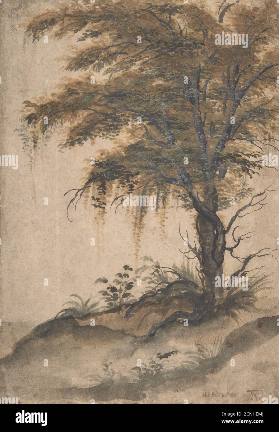 Etude d'un arbre, mi-XVIe-début XVIIe siècle. Banque D'Images