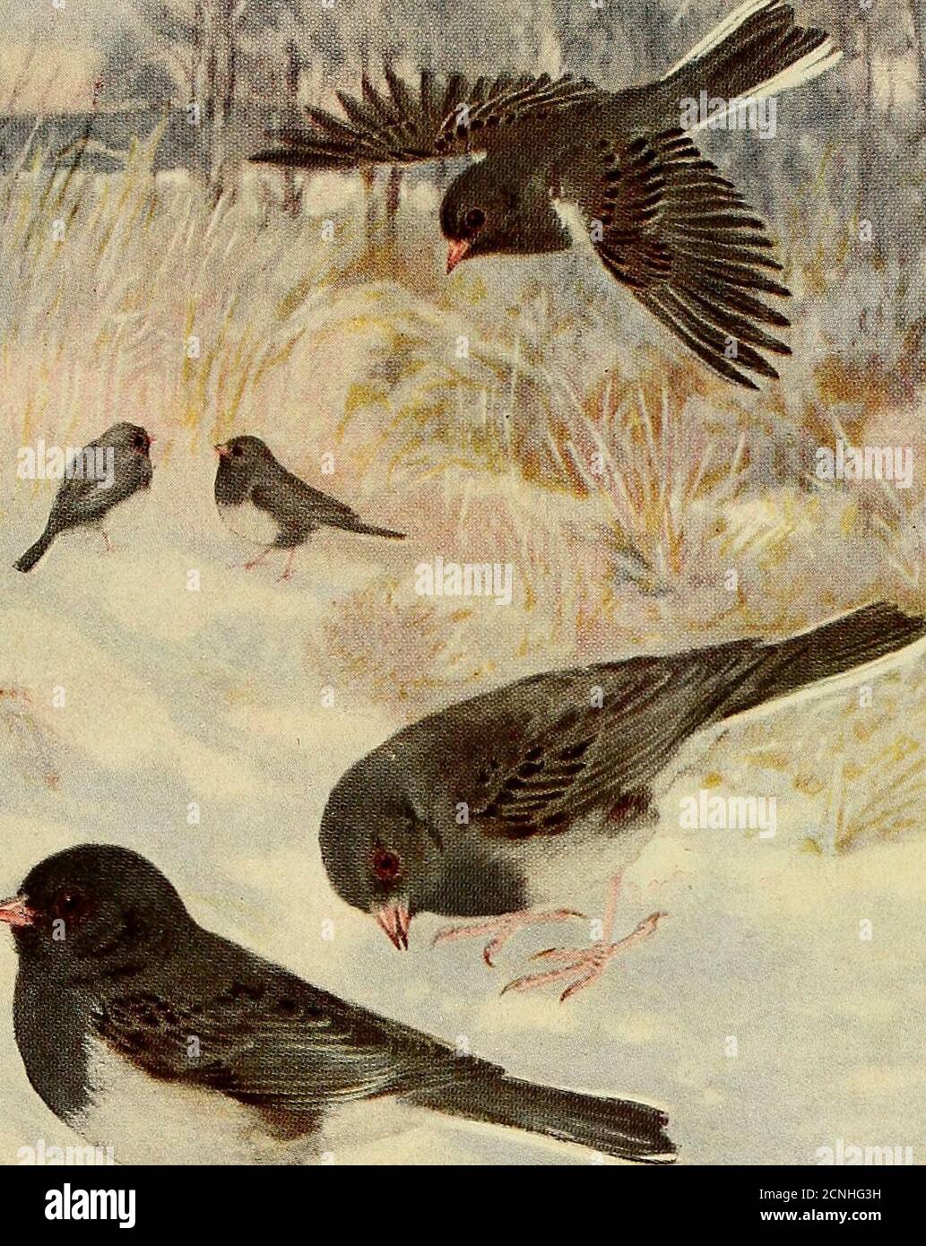 . Oiseau Lore . beaucoup d'amis. Venir comme il le fait à aseason quand d'autres oiseaux sont peu, et visiter la cour de porte, comme il fréquente, il ya petite merveille que beaucoup de gens le savent et la grêle avec plaisir apparence d'année en année. Snowbird c'est souvent appelé. Après que les oiseaux d'été, et les migrants qui ne sont avec nous que pour un temps, ont quitté, et la vie d'oiseau s'est installée à la population d'hiver maigre habituelle, les Juncos semblent plus en évidence que quand ils sont arrivés au latein septembre. Ensuite, vous les trouverez associés dans flocks numérotant de tenà cinquante ou plus le long du roa Banque D'Images