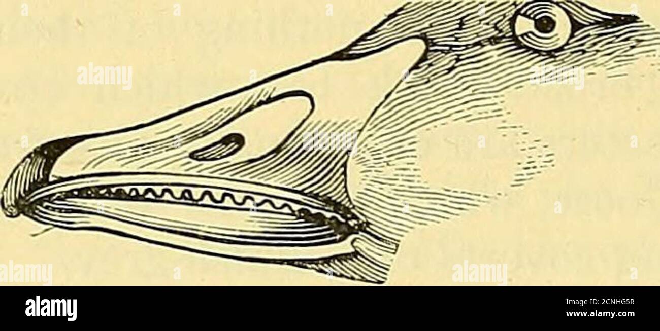 . Un dictionnaire d'oiseaux . trassburg. 374 OIES un oiseau facilement distingué de ce qui précède par le caractère implicite de son nom anglais; Mais il est certainement quelque chose d'anormal, et, en effet, sous le nom d'Eulabia, a été séparé du genre Anser, qui n'a aucun autre membre indigène à l'Eegion indien, ni aucun du tout à l'Egions éthiopien, australien, ou néotropical. Mais le Nouveau monde possède de loin la plus grande richesse que forme Anserine. A côté d'autres, actuellement à mentionner, les parties septentrionales sont le foyer de toutes les espèces de Snow-Geeseappartenant au genre Chen Banque D'Images