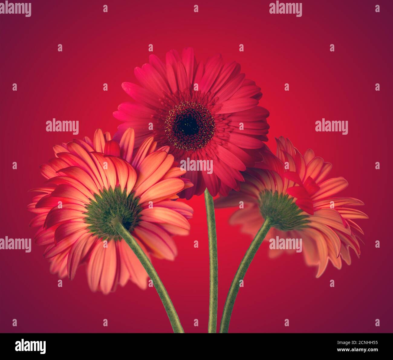 fleurs de Gerbera Banque D'Images