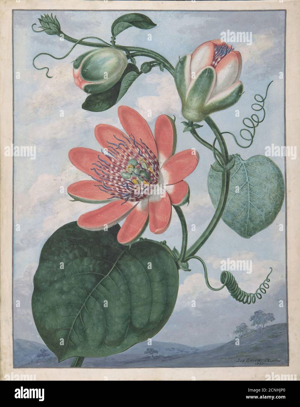 Fleur de la passion, 1799. Banque D'Images