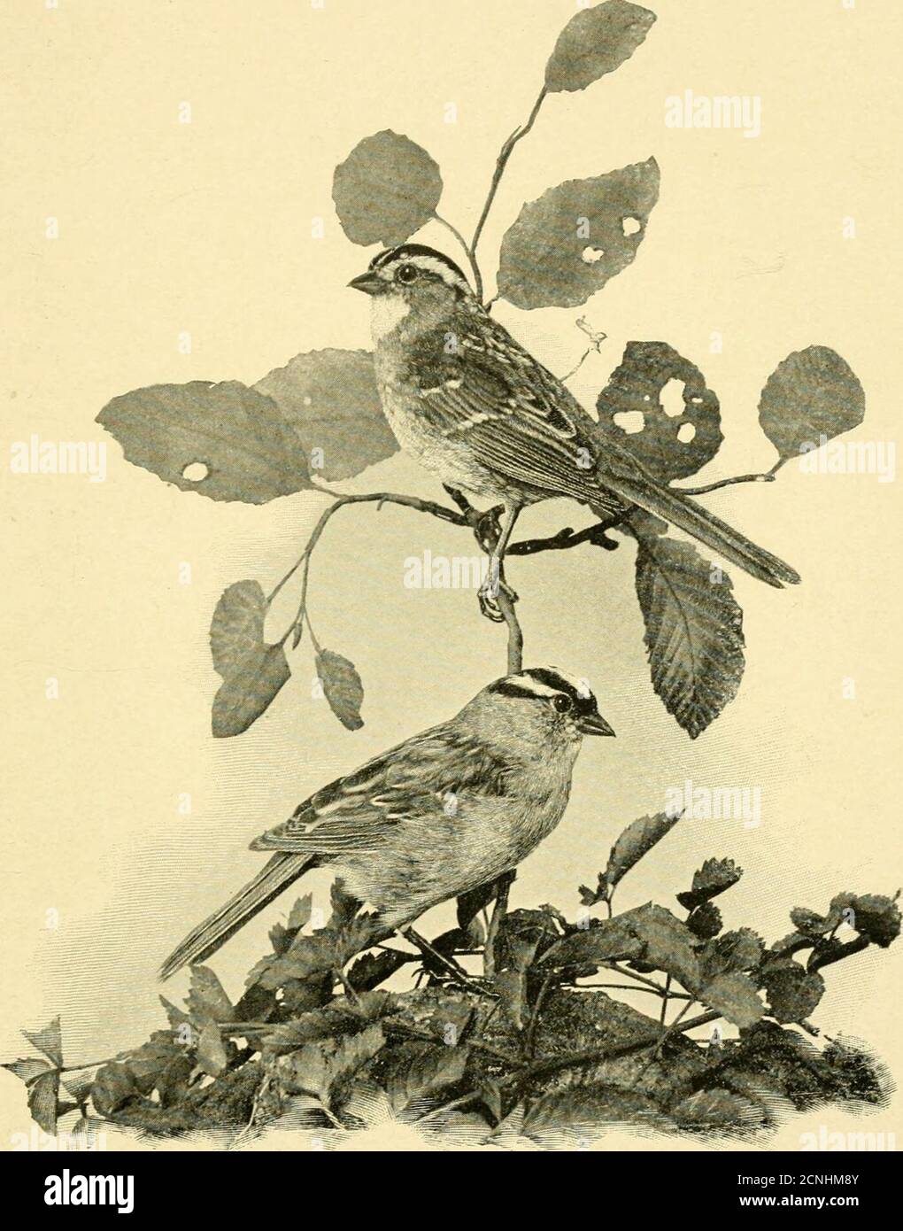 . Manuel des oiseaux de l'est de l'Amérique du Nord . 0. Sing Sing, com-mon T. v., APL. Du 10 au 21 mai; du 20 septembre au 30 octobre; quelques mois d'hiver. Cambridge, très commun T. V., APL. Du 25 au 15 mai; du 1er octobre au 10 novembre; quelques mois d'hiver. Nid, de graminées grossières, de rootlets, de mousses, de bandes d'écorce, etc., bordé de graminées, sur le sol ou dans les buissons. Œufs, quatre à cinq, blancs bleutés, moucheet uniformément tachetés ou fortement et irrégulièrement tachés avec brun roufeux pâle, -82 X -60. En septembre, lorsque les haies et les boisés commencent à se ruer avec des Sparrows, Juncos, et Towhees, je regarde eagerlypour l'arrivée o Banque D'Images