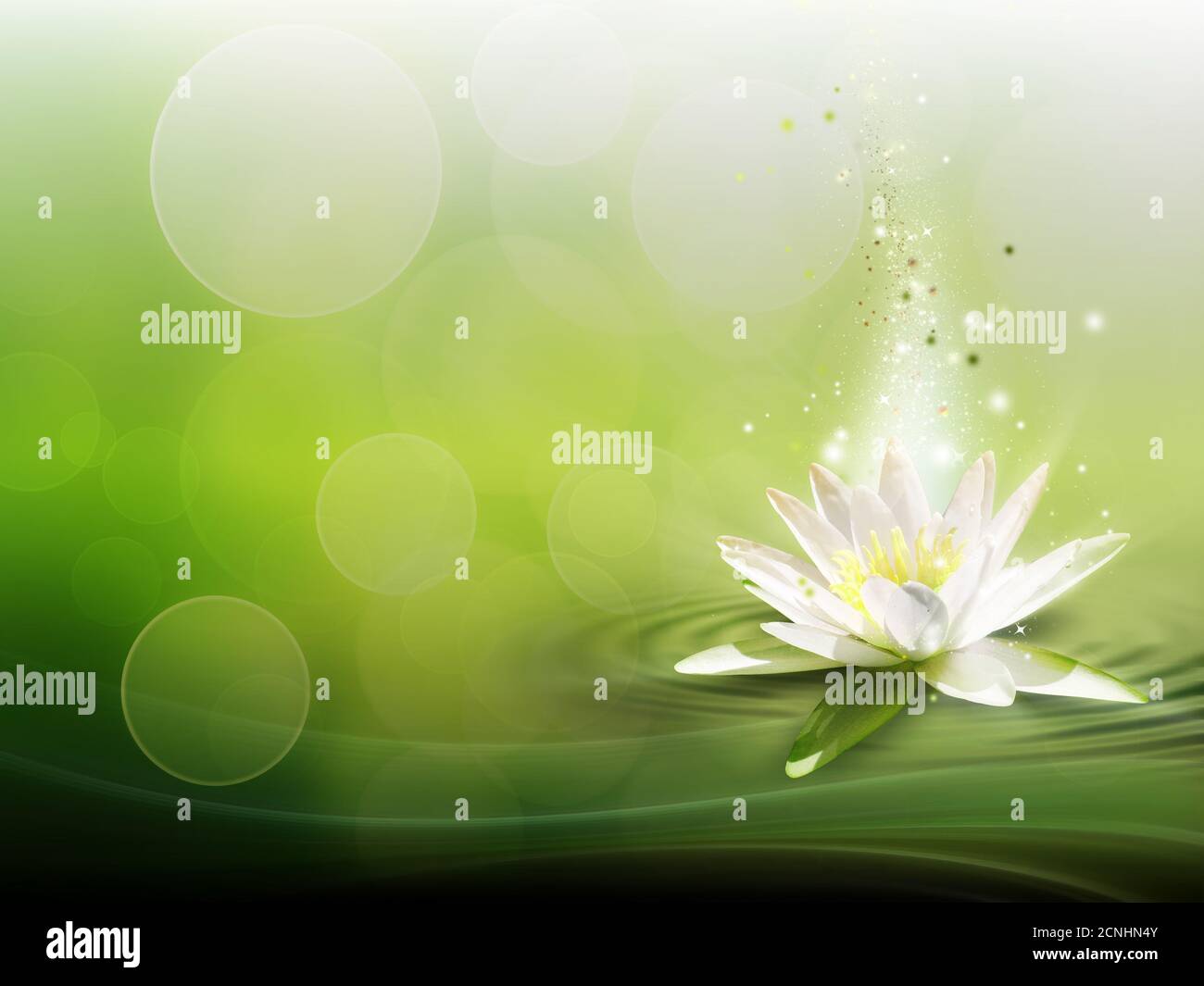 lis d’eau Banque D'Images