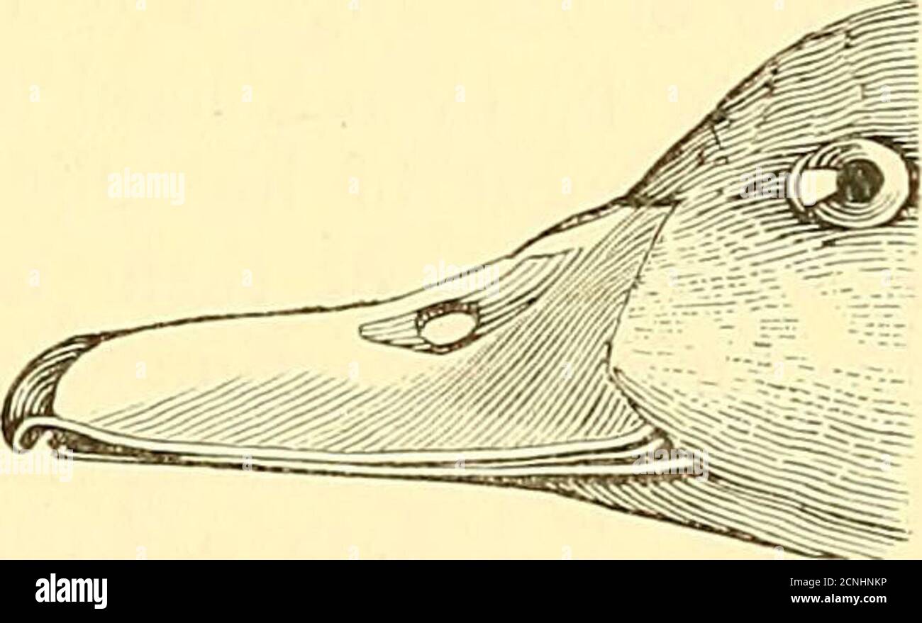 Comment On Dit Ours En Anglais Un dictionnaire d'oiseaux . PARRAINAGE Mji. Dendeocygna. (Après Swainson.)  dans cette condition, Avill produit des hybrides fertiles avec le duck  commun; et enfin les Canards-arbres {Dendrocygna), Avhich sont  almostlimités aux Tropiques.