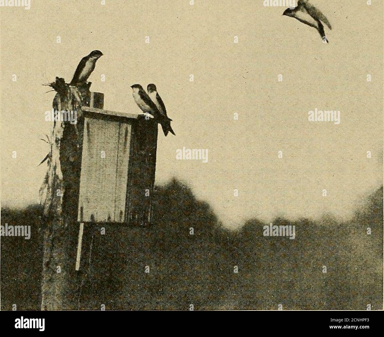 . Minerai d'oiseau . HIRONDELLES MÂLES À LA MAISON (13^) 134 Bird-Lore I greffé un vieux pic Downy nichent sur le sommet d'un autre poste qui a été chassés dans l'eau, Et avant que je n'avais rasé mon bateau à 15 pieds de là, une femelle de l'arbre Swallow avait fait un tour dans le trou, alors que son compagnon était en vol stationnaire au-dessus de lui. Le trou semblait convenir, comme theypresque immédiatement pris possession et a commencé à transporter des matériaux de nid dans lui. Une FAMILLE D'HIRONDELLES D'ARBRE.—LA MÈRE REVIENT bien qu'ils aient commencé à construire des nids dès le début, il a été fait d'une manière plutôt desultoryeuse, et ils n'ont pas apparaître en réel nid u Banque D'Images . Minerai d'oiseau . HIRONDELLES MÂLES À LA MAISON (13^) 134 Bird-Lore I greffé un vieux pic Downy nichent sur le sommet d'un autre poste qui a été chassés dans l'eau, Et avant que je n'avais rasé mon bateau à 15 pieds de là, une femelle de l'arbre Swallow avait fait un tour dans le trou, alors que son compagnon était en vol stationnaire au-dessus de lui. Le trou semblait convenir, comme theypresque immédiatement pris possession et a commencé à transporter des matériaux de nid dans lui. Une FAMILLE D'HIRONDELLES D'ARBRE.—LA MÈRE REVIENT bien qu'ils aient commencé à construire des nids dès le début, il a été fait d'une manière plutôt desultoryeuse, et ils n'ont pas apparaître en réel nid u Banque D'Images