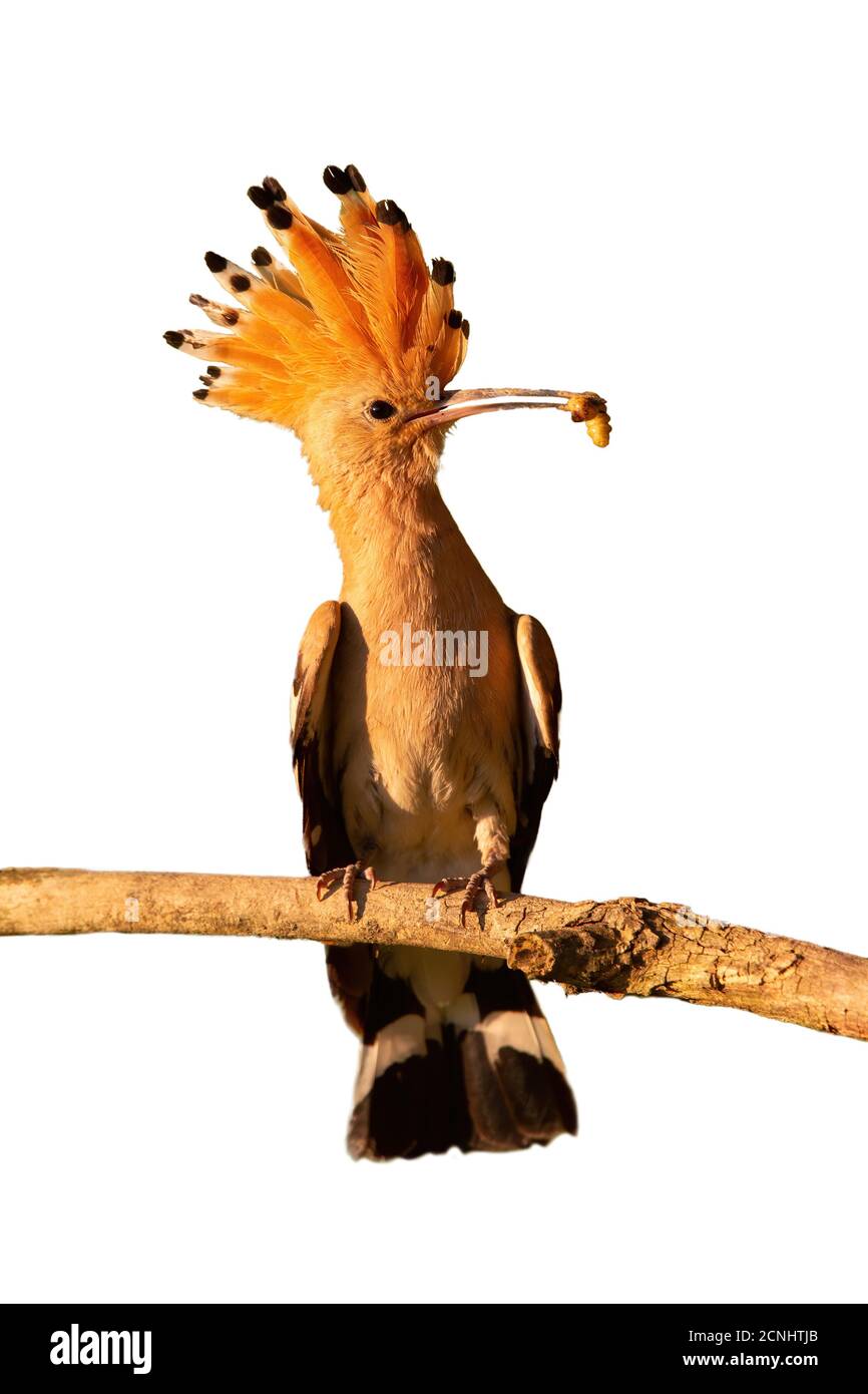 Hoopoe eurasien tenant une larve sur la branche coupée sur le blanc. Banque D'Images Hoopoe eurasien tenant une larve sur la branche coupée sur le blanc. Banque D'Images