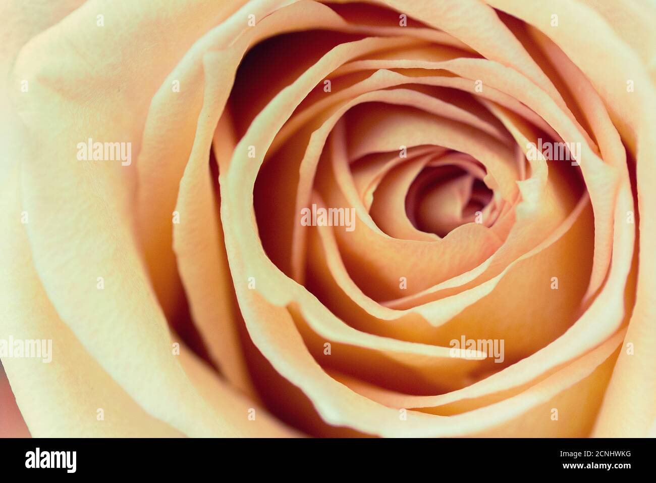 Bourgeon de rose orange Banque D'Images