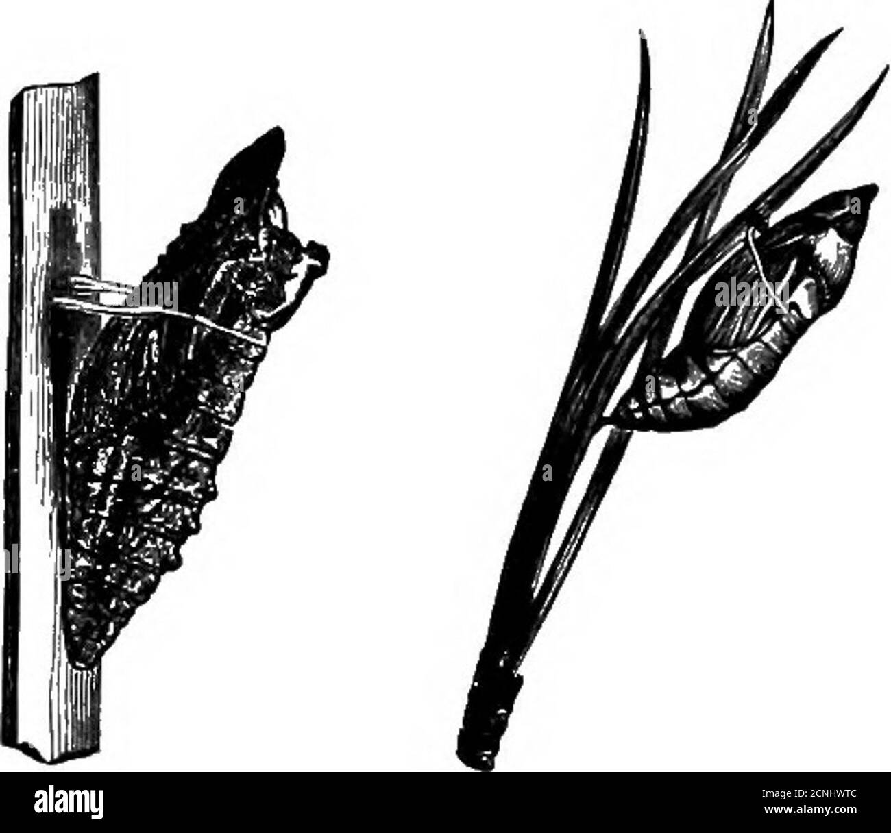 . Oiseaux utiles et leur protection. Contenant de brèves descriptions des espèces les plus courantes et utiles du Massachusetts, avec des comptes-rendus de leurs habitudes alimentaires, et un chapitre sur les moyens d'attirer et de protéger les oiseaux . chenilles à manger des feuilles, se reposer pendant certaines parties de la journée; d'autres, comme les larvsB de mouches nourrissant la chair, apparemment nourrir constamment. Comme tous mangent énormément et grandissent rapidement, theyare est capable, quand en grand nombre, de faire beaucoup de mal orgood, comme le cas peut être. Les larves des mouches sont des maggotes ou des limaces communs, celles des coléoptères sont appelées des grubes et celles des butterfl Banque D'Images