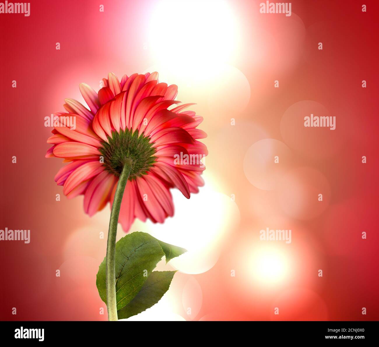 Gerbera flower Banque D'Images