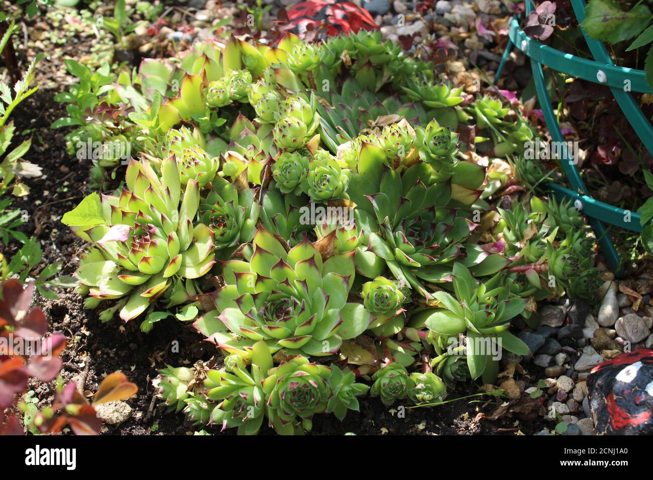 Echeveria illuminé par le soleil Banque D'Images