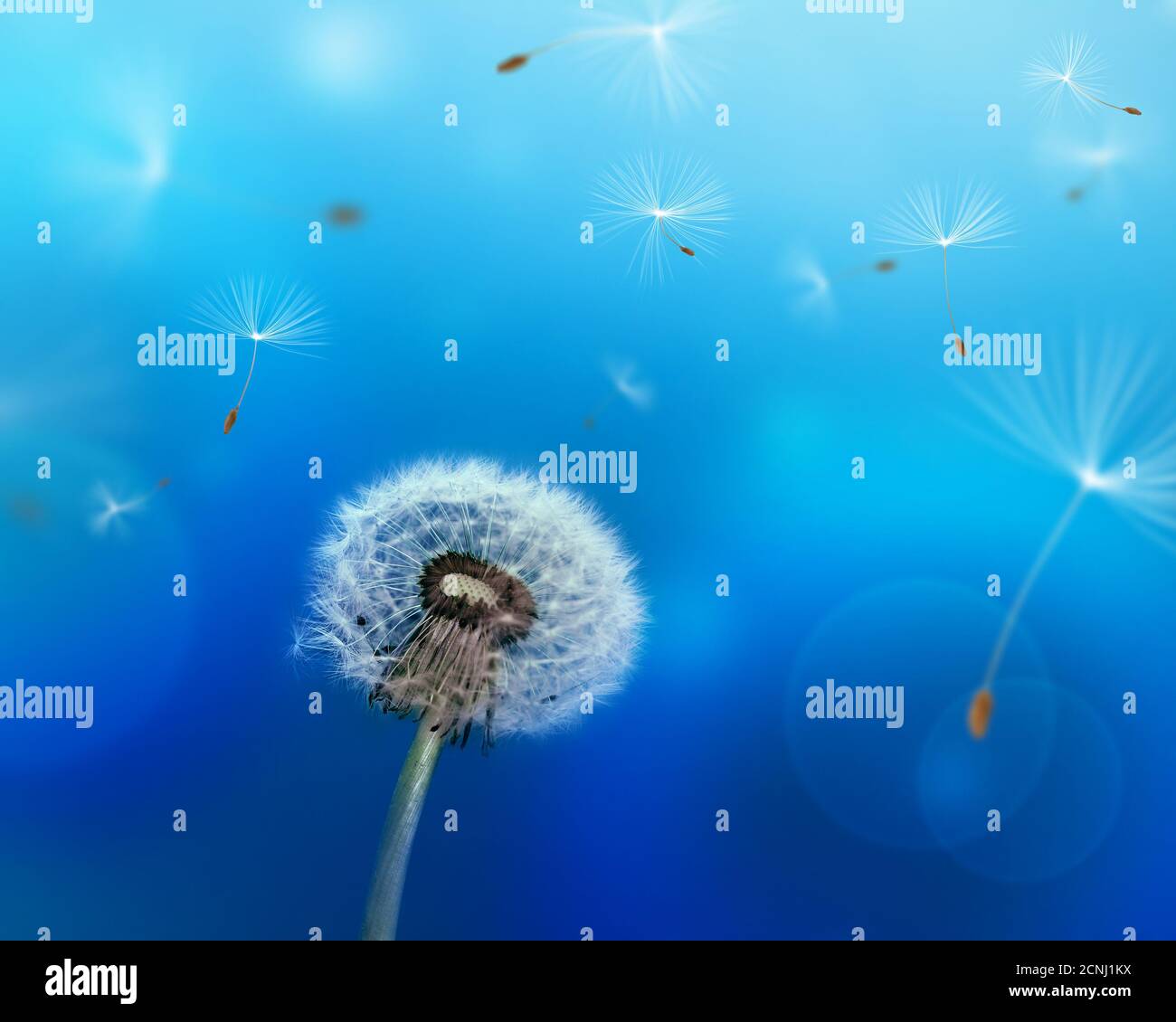 Pissenlit Banque D'Images