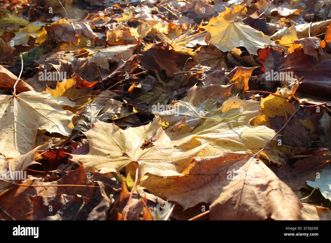 L'automne les feuilles tombées sur le sol Banque D'Images