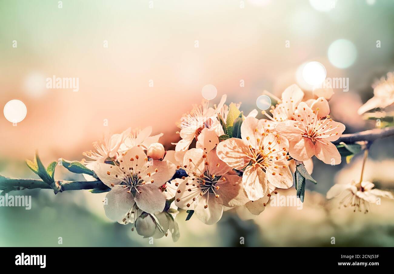 Fond de carte Spring Banque D'Images