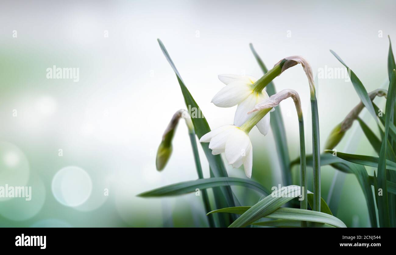 Résumé fond printemps Banque D'Images