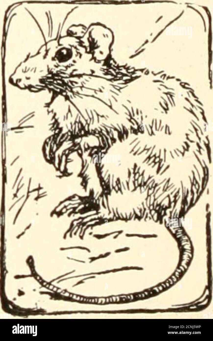 Histoires Pour Les Petits Enfants La Vieille Femme Et Son Baton De Porc Ne Battent Pas Le Chien Chien Ne Mordre Pas Le Porc Pig Ne Saute Pas Au Dessus De La Piqure