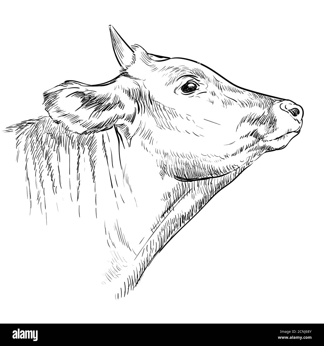 Illustration vectorielle monochrome à tête de vache à cornes dessinée à la main isolée sur fond blanc. Illustration de l'esquisse de gravure du taureau pour l'étiquette, l'affiche Illustration de Vecteur