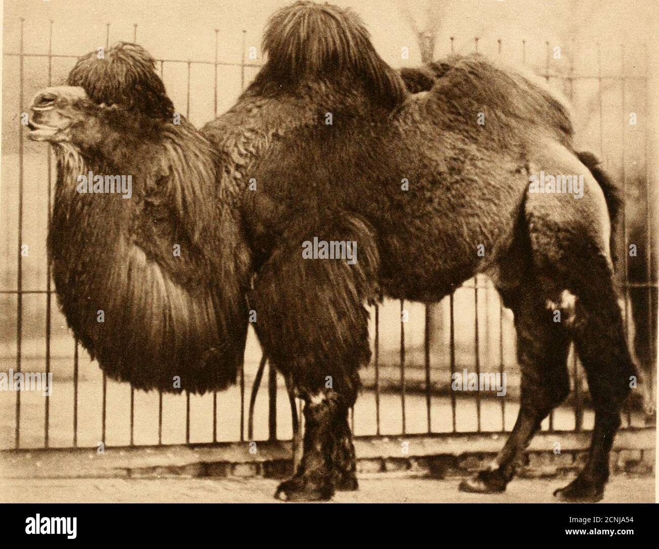 . Portraits au zoo . g etété, mais comme l'hiver approche, la mère barbu semble en avoir marre d'eux, et est souvent très rugueux et 63 L'OURS BRUN sauvage avec eux. Parfois, elle est si mal tempérée que les petits se délaissent et ne reviennent pas; mais souvent, la mère s'en va pour voir à nouveau sur sa maison d'hiver, laissant les petits pour s'occuper d'eux-mêmes, ce qu'ils semblent toujours bien capables de faire. Au Kamtchatka, les autochtones apprécient le Brown Bear veryhautement. Ils utilisent la peau pour couvrir leurs lits, theyfont aussi des gants, des chapeaux, et des leggings. Les os de l'ours sont utilisés pour ma Banque D'Images