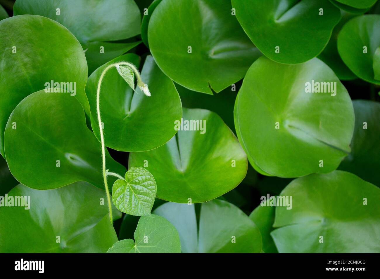 Résumé fond nature Banque D'Images
