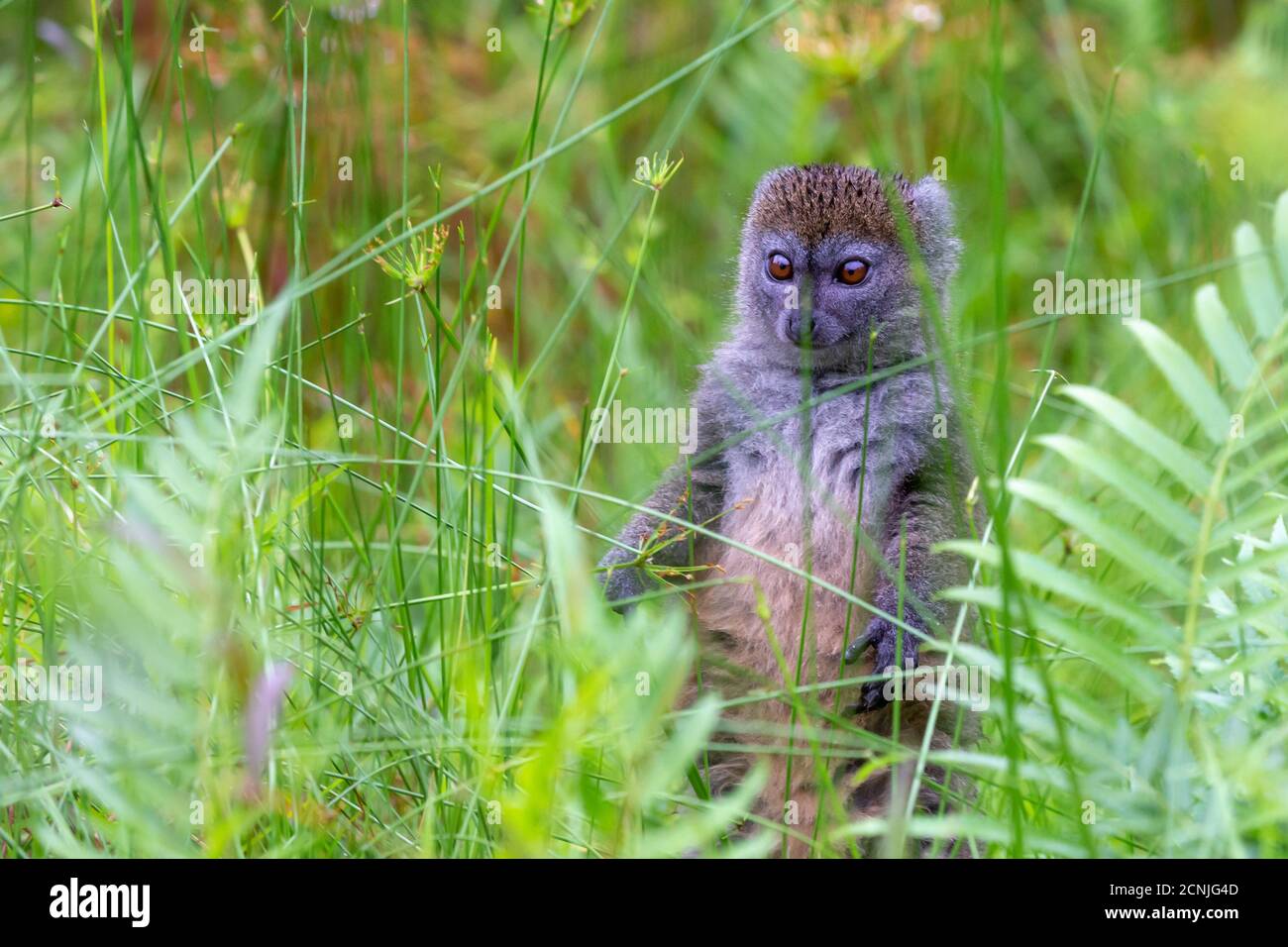 Un lémurien de bambou entre la grande herbe semble curieux Banque D'Images