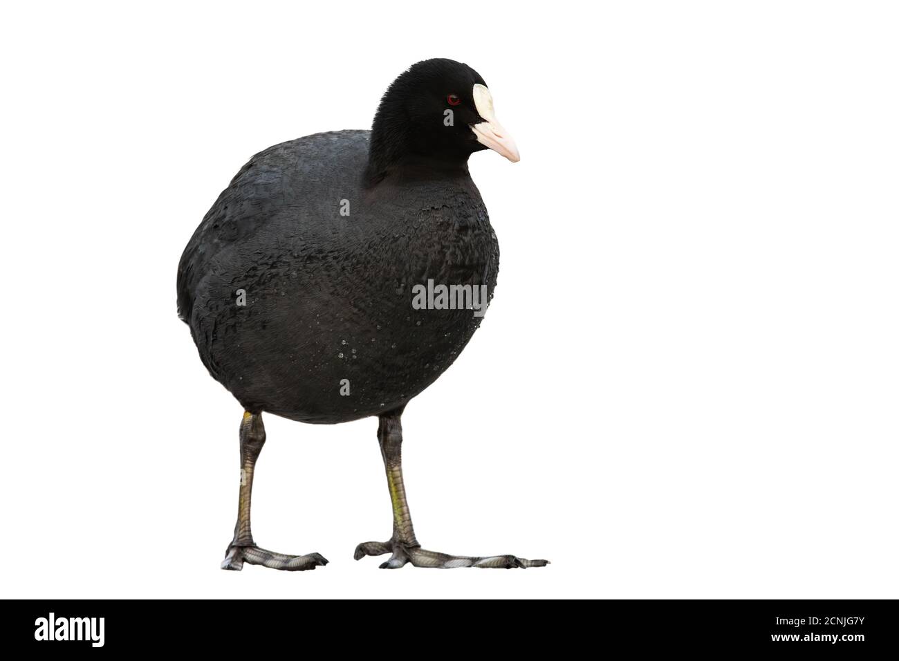 Petit coot eurasien debout dans la nature isolé sur fond blanc. Banque D'Images Petit coot eurasien debout dans la nature isolé sur fond blanc. Banque D'Images