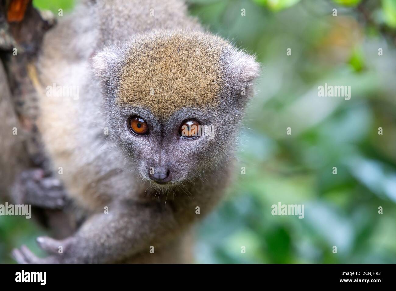 Un petit lémurien sur la branche d'un arbre dans la forêt tropicale Banque D'Images