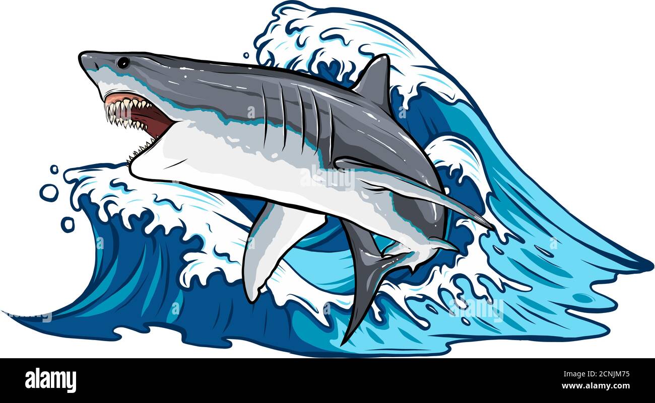 illustration vectorielle représentant un requin blanc Illustration de Vecteur