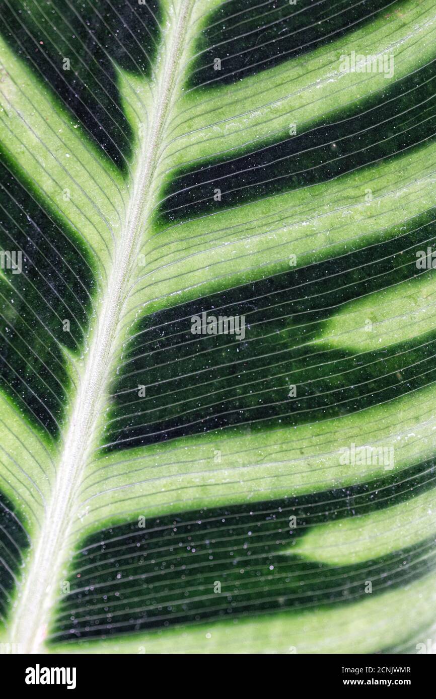 Un gros plan d'une usine de zébrures (Calathea zébrina) révèle de nombreuses petites lignes. Banque D'Images