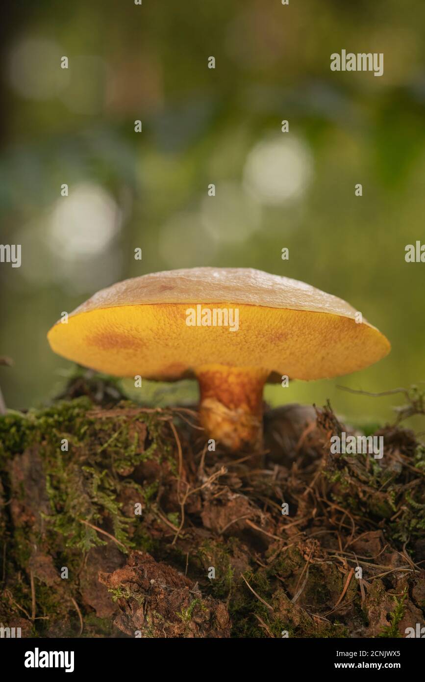 Mélèze Bolete, Suillus grevillei, vue du dessous Banque D'Images