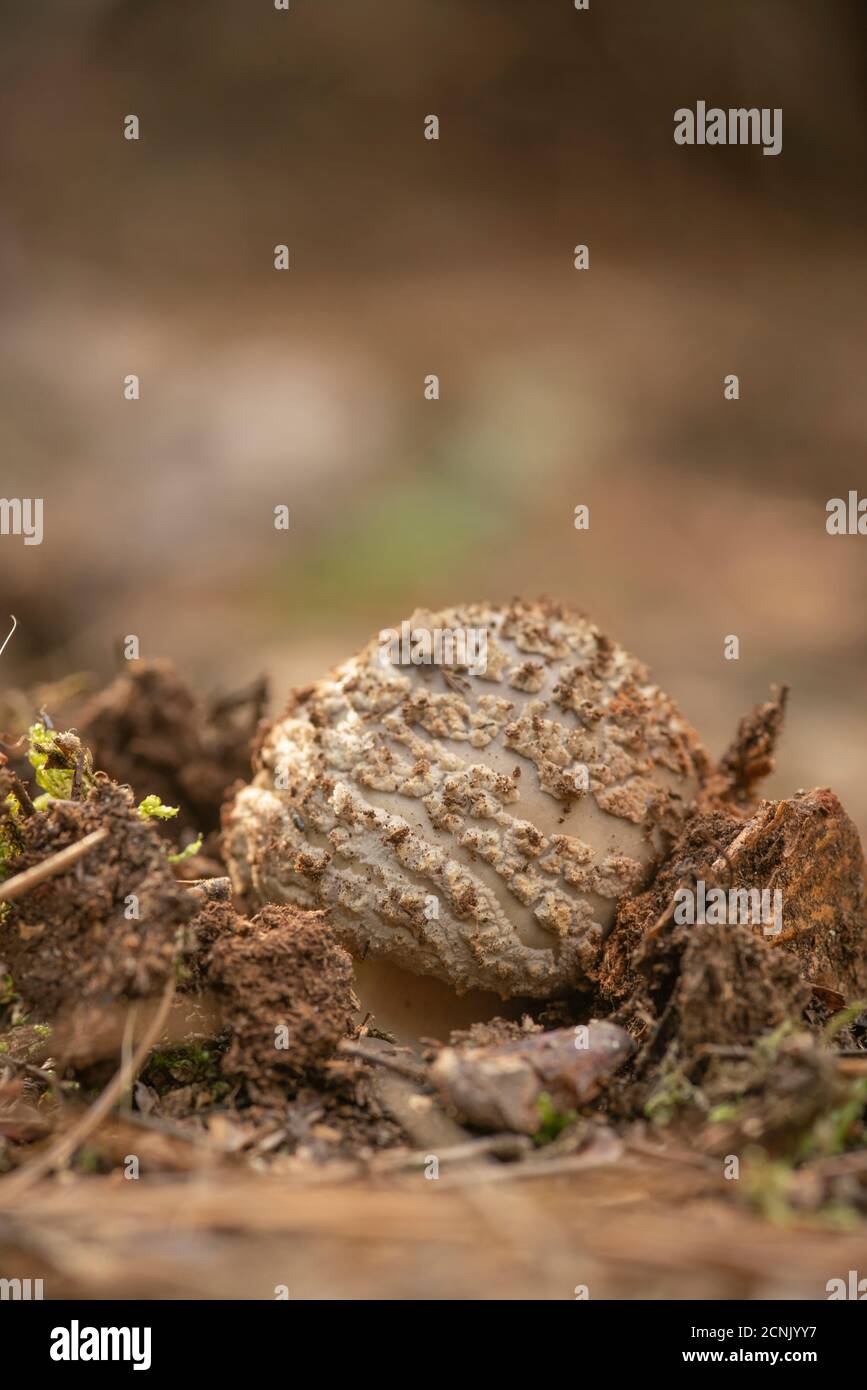 Brusher (Amanita rubescens var. Rubescens) automne dans les bois du Berkshire, champignons émergeant de la terre Banque D'Images