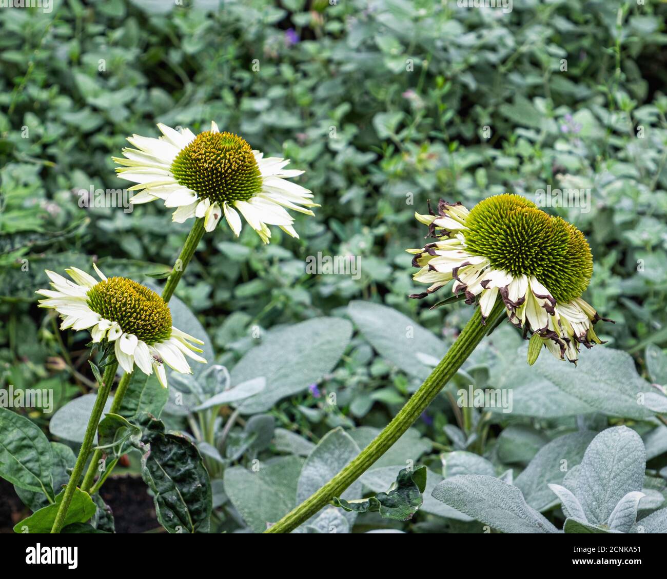 Echinacea purpurea, Rudbeckia White Swan, Coneflow White Swan plante herbacée vivace à fleurs blanches et centre jaune. Banque D'Images