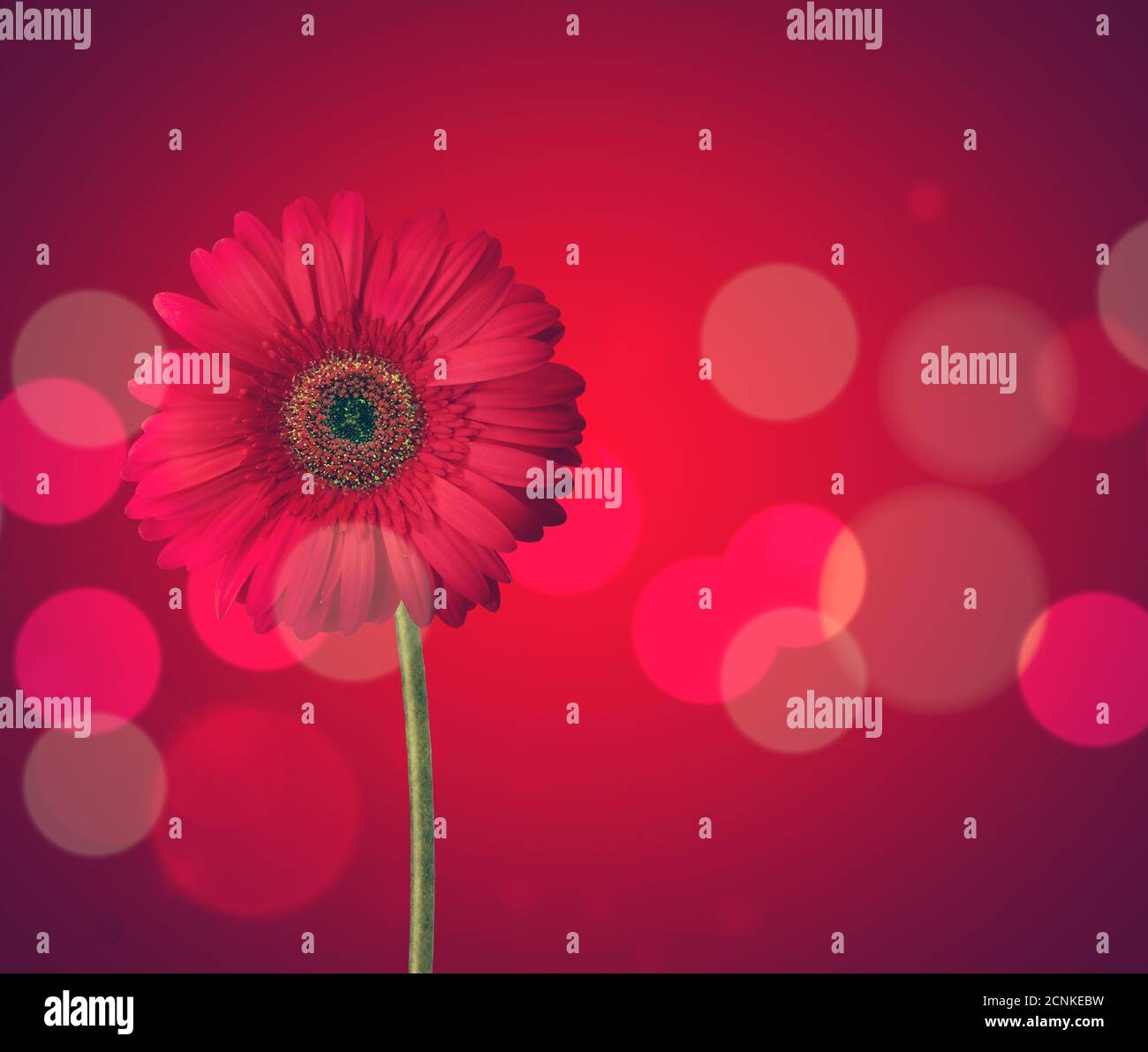 Gerbera flower Banque D'Images