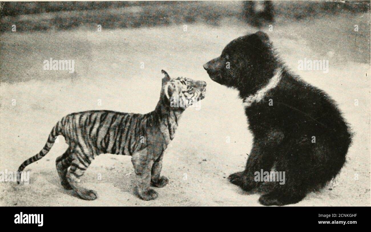 La babyhood de bêtes sauvages Par tgt;i)tjeriitission éciale de la  British /Oolooyical Society ce tiger cub voit un ami s'approcher d'une  assiette de soupe. Son coeur chauffe HARDI et ses