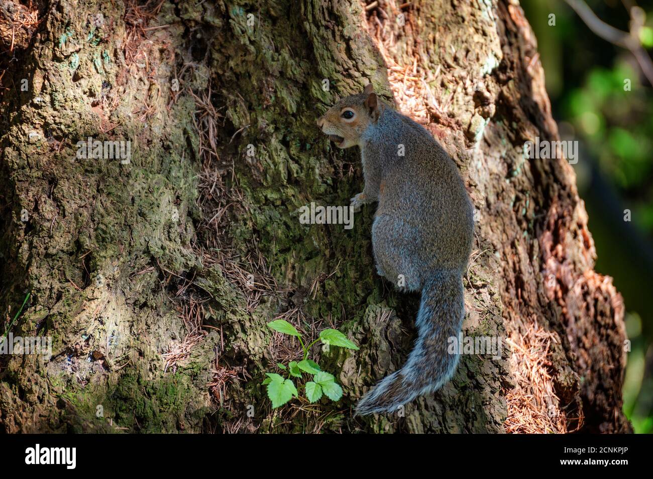 Un écureuil monte un tronc d'arbre tenant un écrou dans sa bouche. Banque D'Images