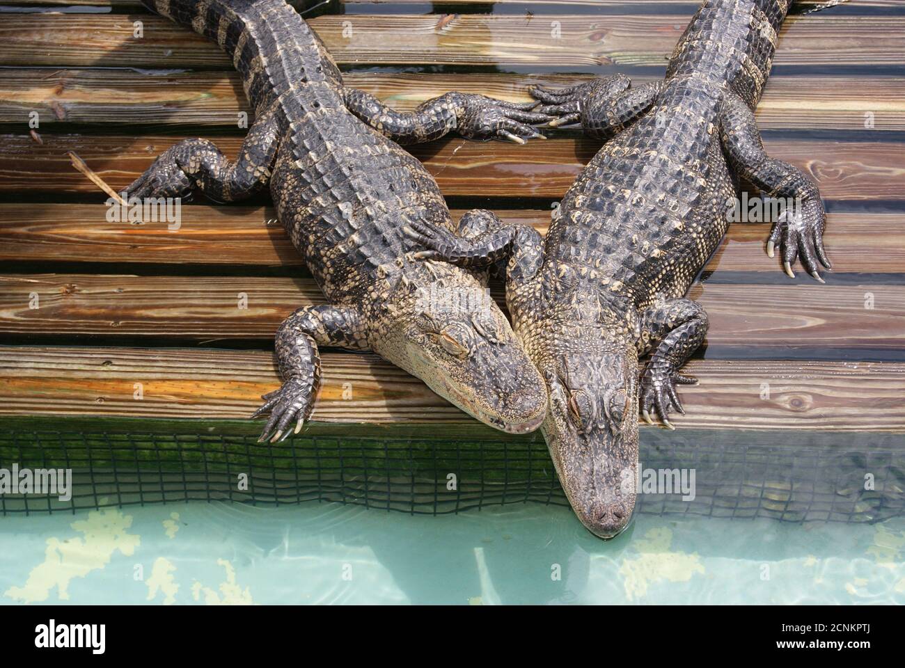 Les alligators se câlinent, AIMENT Banque D'Images